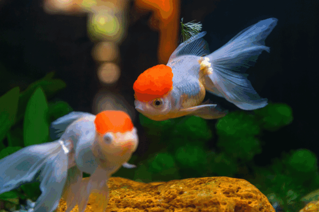 无论是大人小孩都无法抵挡的诱惑,趣味垂钓,给你准备了乌龟和小金鱼