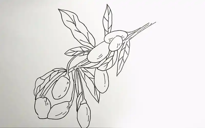 3分钟线描画,用圆珠笔画枸杞!_哔哩哔哩 (゜-゜)つロ 干杯~-bilibili