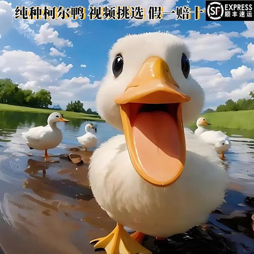 纯种柯尔鸭活苗宠物进口柯尔鸭幼仔崽鸭柯尔鸭成年宠物鸭子科尔鸭