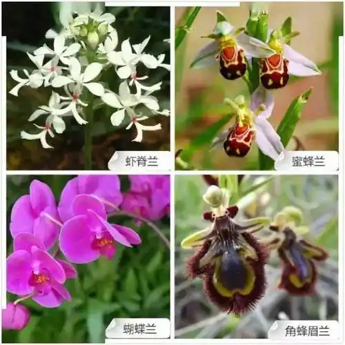 68种常见兰花类品种与花色图谱