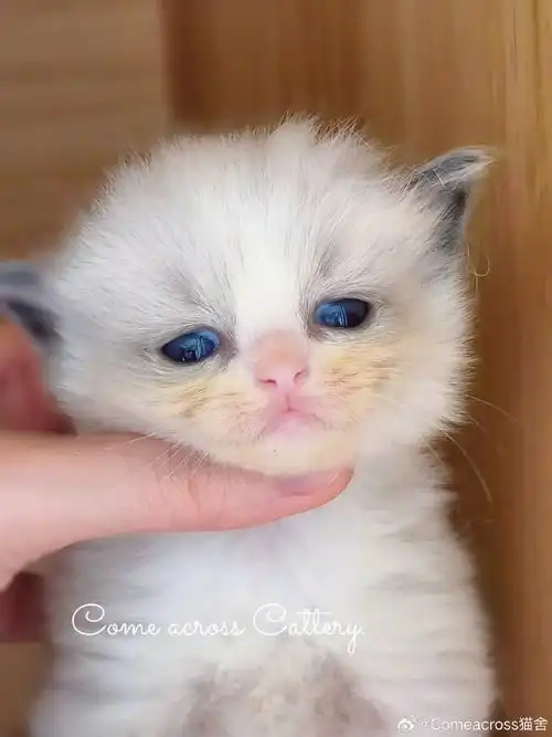 喵星人##猫##每日萌宠打卡##大连布偶猫舍##大连布偶猫舍##布偶猫照