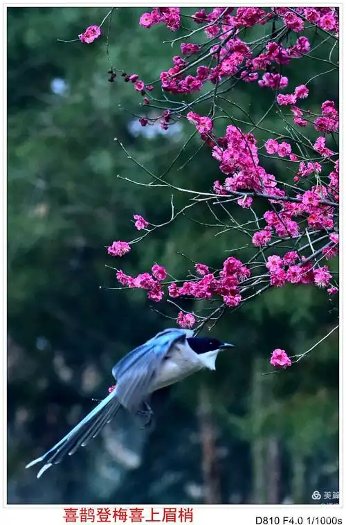 喜鹊登梅《二》(副本)