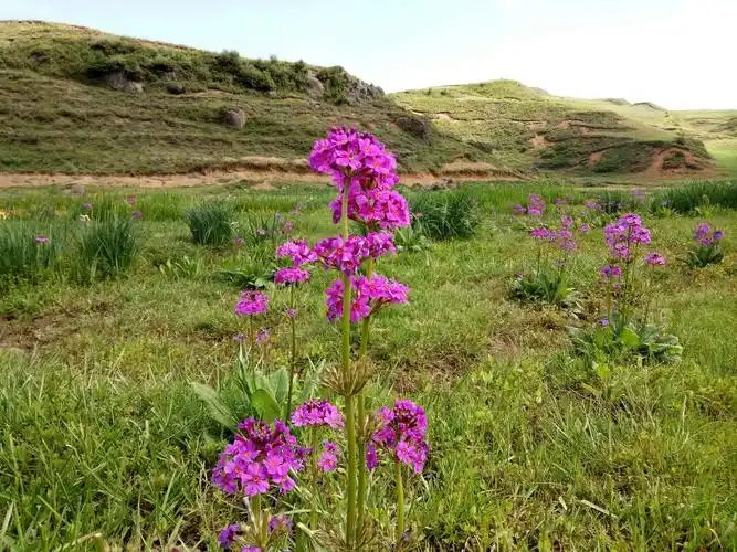 来自大山里的党参花天然成熟原蜜