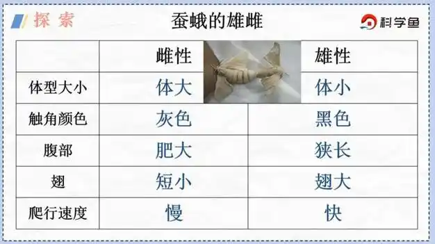 养蚕问题大揭秘!|蚕蛾|蚕卵_网易订阅