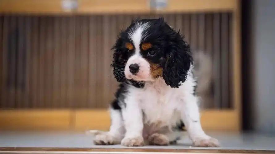 英国皇室贵族犬