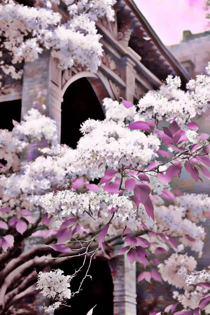 流苏,国家二级保护树种,每年4月份开花,因花开像雪又称四月雪 - 抖音