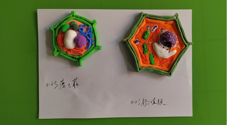 建微知著展模型之美记石家庄市第四十四中学高一年级生物探究实践活动