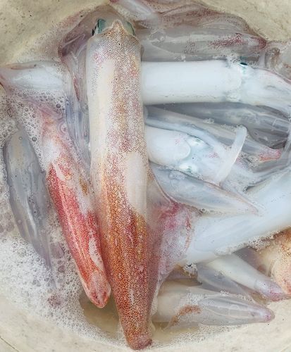 南澳本港新鲜手钓鲜活大鱿鱼 特大野生大管活冻火箭鱿500g刺身级 - 爱