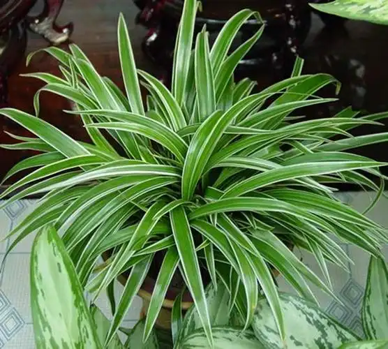 金边麦冬的盆景在四季中该怎样布置比较好