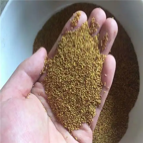 基地供应优质白三叶种子,厂家种植基地复叶槭种子