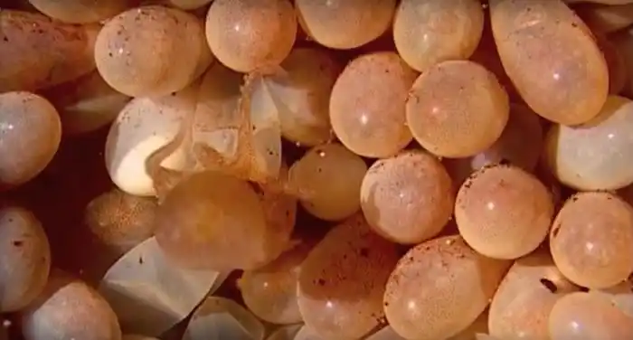 章鱼妈妈产卵后,会寸步不离的守护宝宝,但孩子们诞生后就会劳累死去.