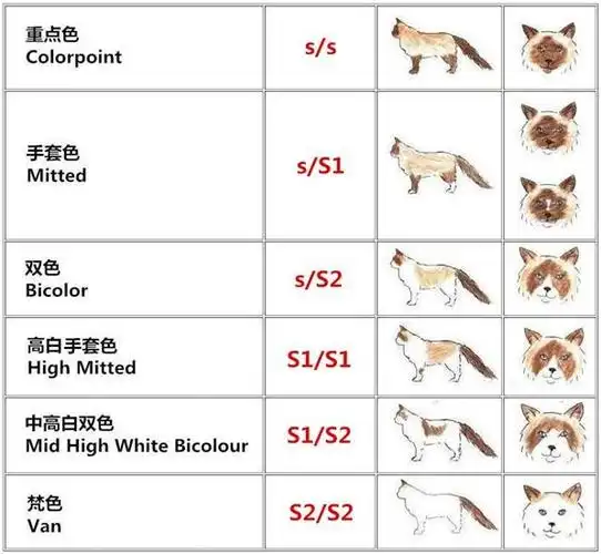 海蓝重点色布偶猫详解,附布偶猫繁育配色表