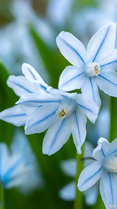 30张纯净简约的植物与风景手机壁纸 风景图片 手机壁纸 唯美 自然