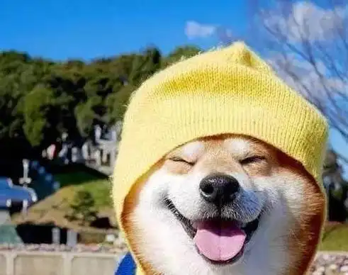 爱笑的狗狗运气不会差柴犬每天都咧嘴笑最后连宠主都受了影响