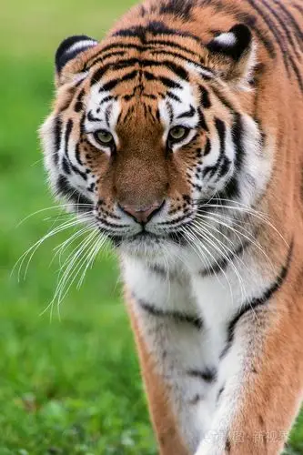 走向观众的雌性东北虎