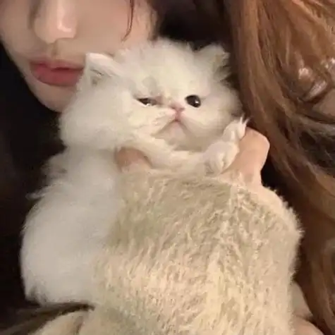 女孩抱猫咪头像图片 女生抱猫咪头像图片