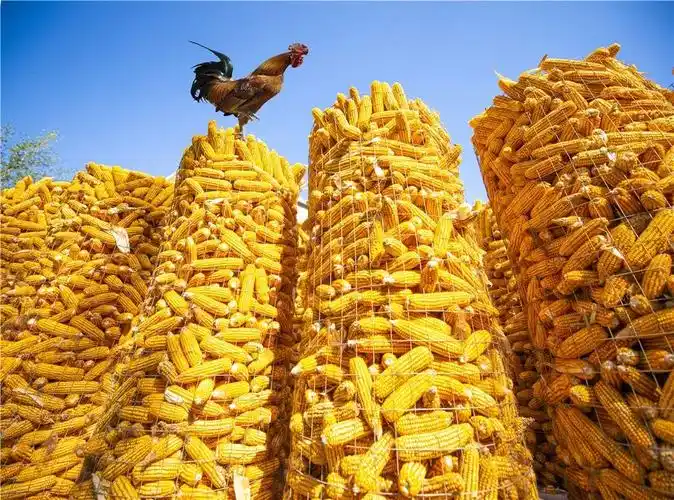 丰收的颜色,惊艳了秋