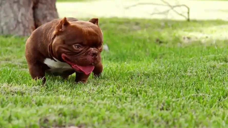 混剪可爱恶霸犬