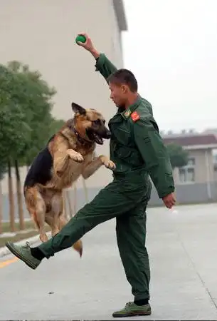 这一天是这两名武警退役的日子,也是要与和他们共同生活了5年的警犬说