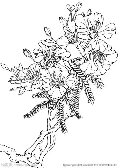 凤凰花简笔画凤凰花简笔画简单漂亮