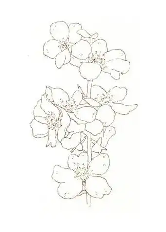 樱花怎么画简笔画又漂亮 樱花怎么画简单又漂亮