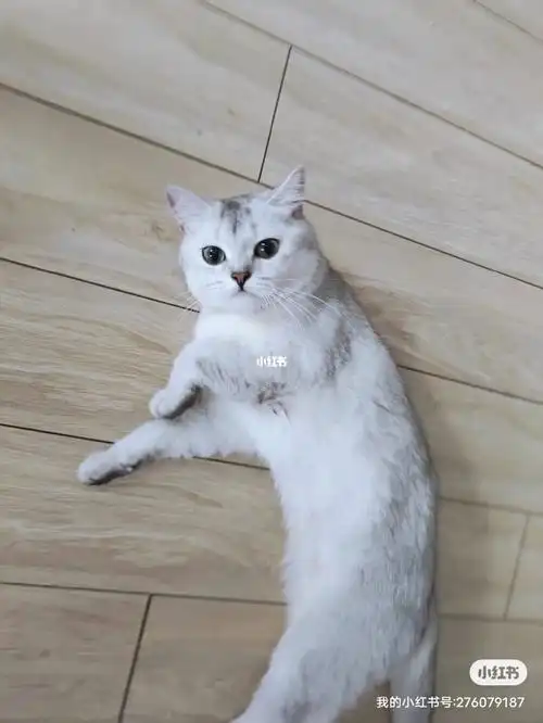 全价500 武汉家养母猫英短银渐层找新家领养