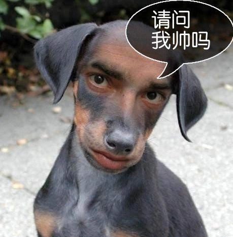 大哥你是狗还是人啊
