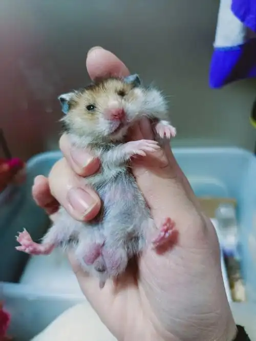 金丝熊宝宝免费送737373