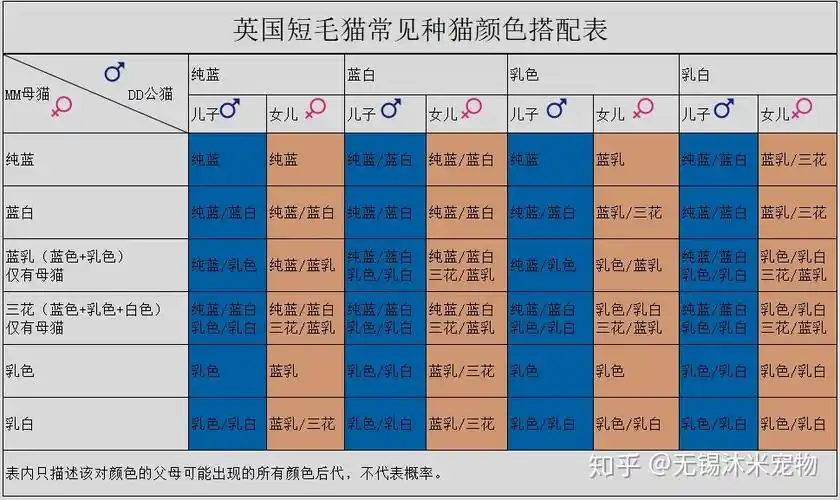 英国短毛猫配色相关问题