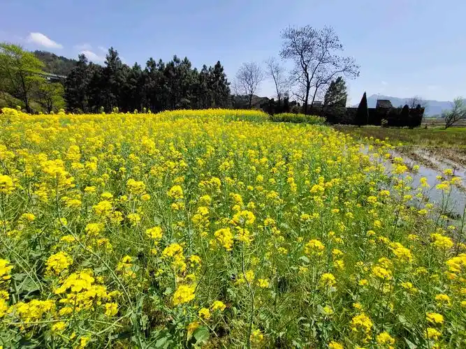 乡下的风景 - vivo官网社区