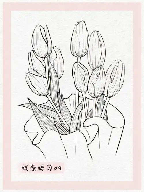 线条练习09100花卉速写郁金香