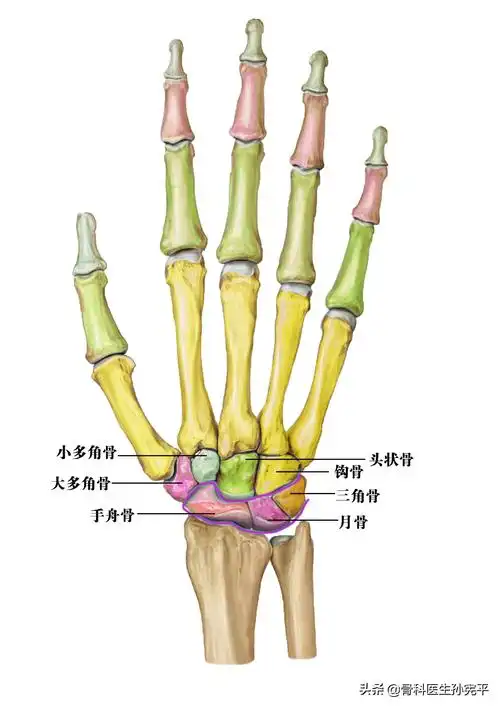 上肢骨骼的解剖图谱(上肢骨头解剖图谱) - 趣味头条
