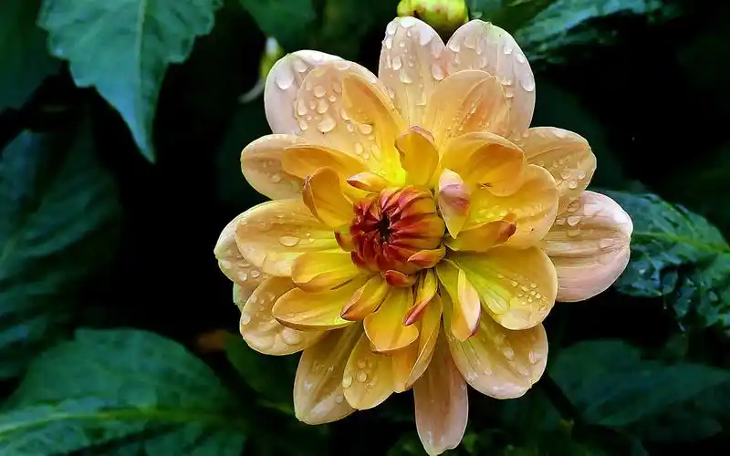 黄色的大丽花,花瓣,水滴 壁纸