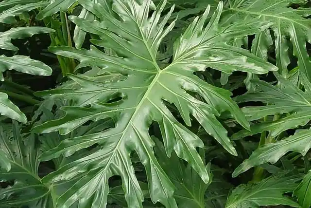 四季常青的草本植物,植株美观大方,茎叶细长而挺拔,深裂羽状的大叶子