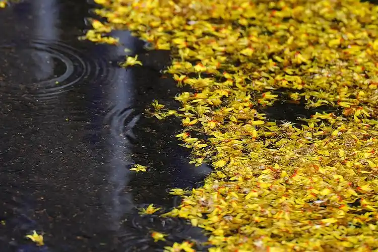 秋雨落花组图 - 笑影映像 - 图虫