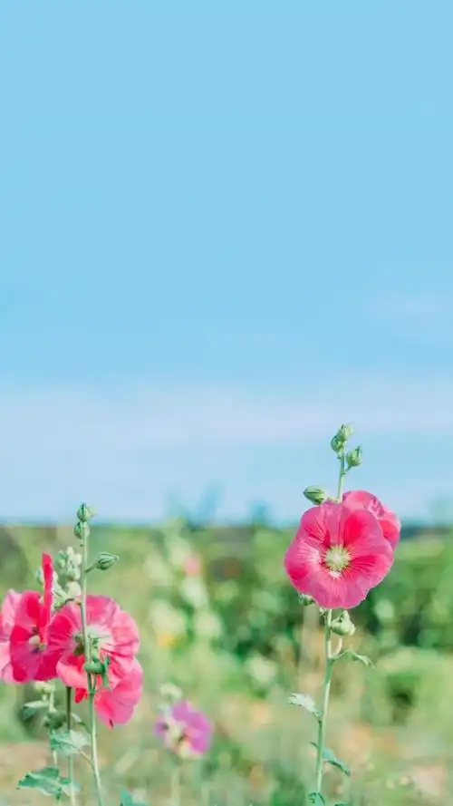近拍下小清新唯美花朵,高清图片,手机锁屏桌面-壁纸族