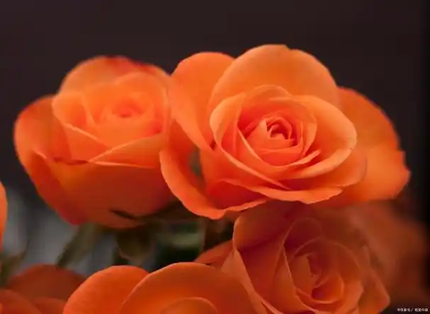 橙色玫瑰的花语,寓意象征着什么