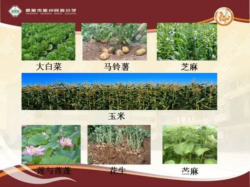 【鄂教版】科学五年级上册:第19课《常见的农作物》课件