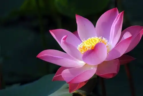 部编版小学三年级语文下册 《荷花》