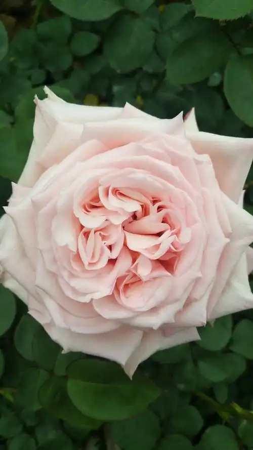 [大花月季批发]大花月季 粉荔枝 香水月季品种多多 基地供应 技术指导