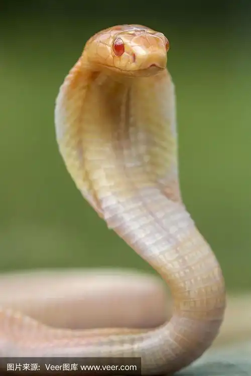 幼年白化眼镜蛇罩