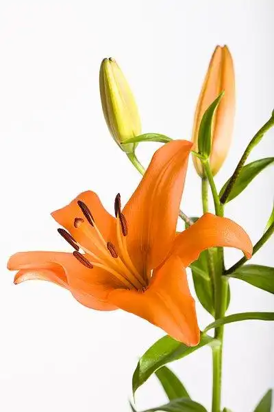 橙色,百合