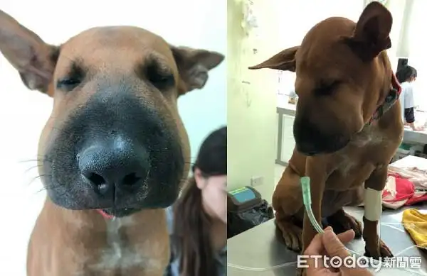 被蛇吻!小黄「脸肿成猪头」眼神死 网友嘴角失守:可爱又可怜