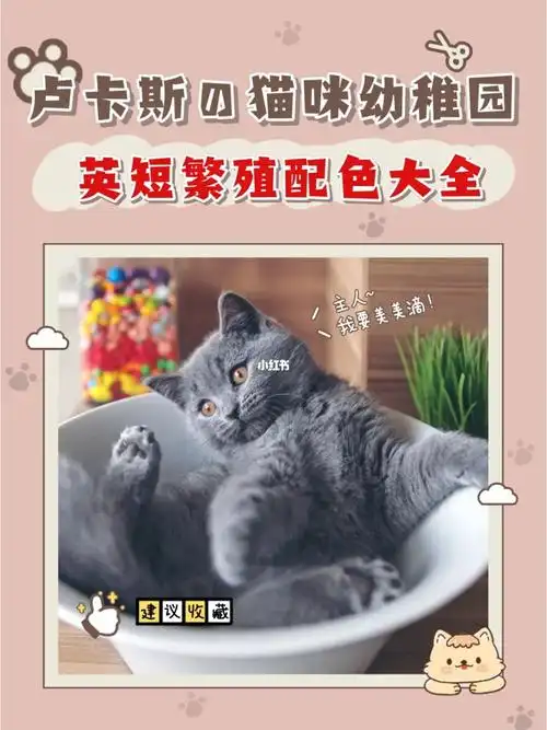 英短最全繁育表