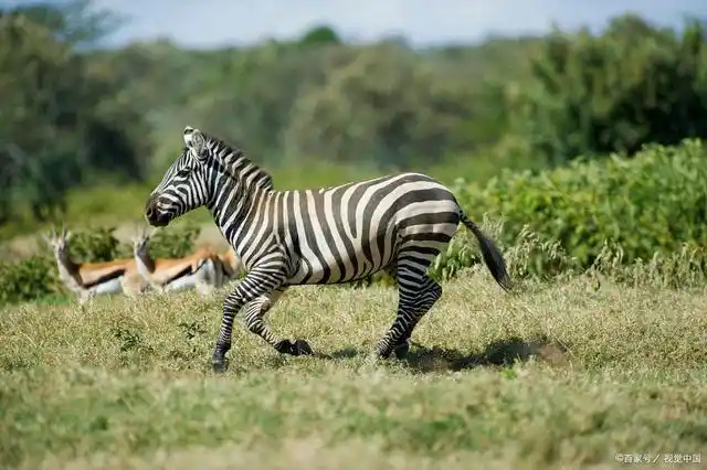 斑马跑得快,又凶猛,为什么还会沦为斑鬣狗的猎物?