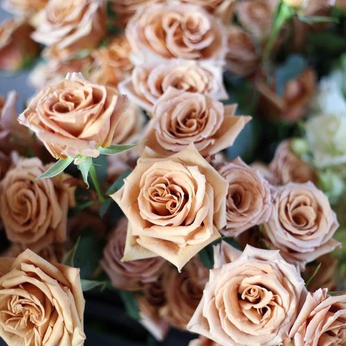 女神节三八节妇女节厄瓜多尔焦糖色太妃糖玫瑰鲜切花云南直发包邮