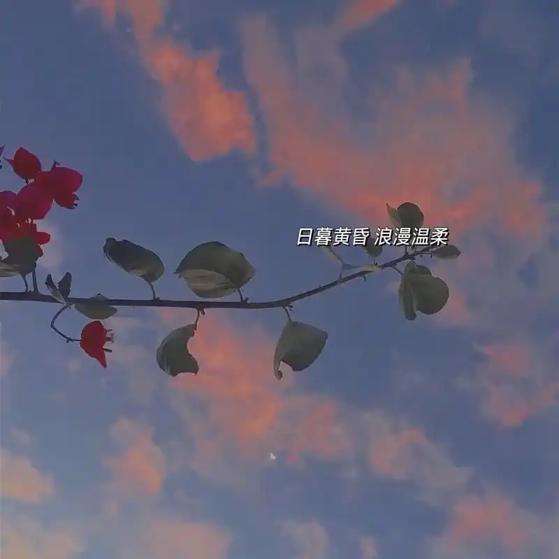 朋友圈儿背景|95每天都收到浪漫的祝福.#背景图 #治愈系壁 - 抖音