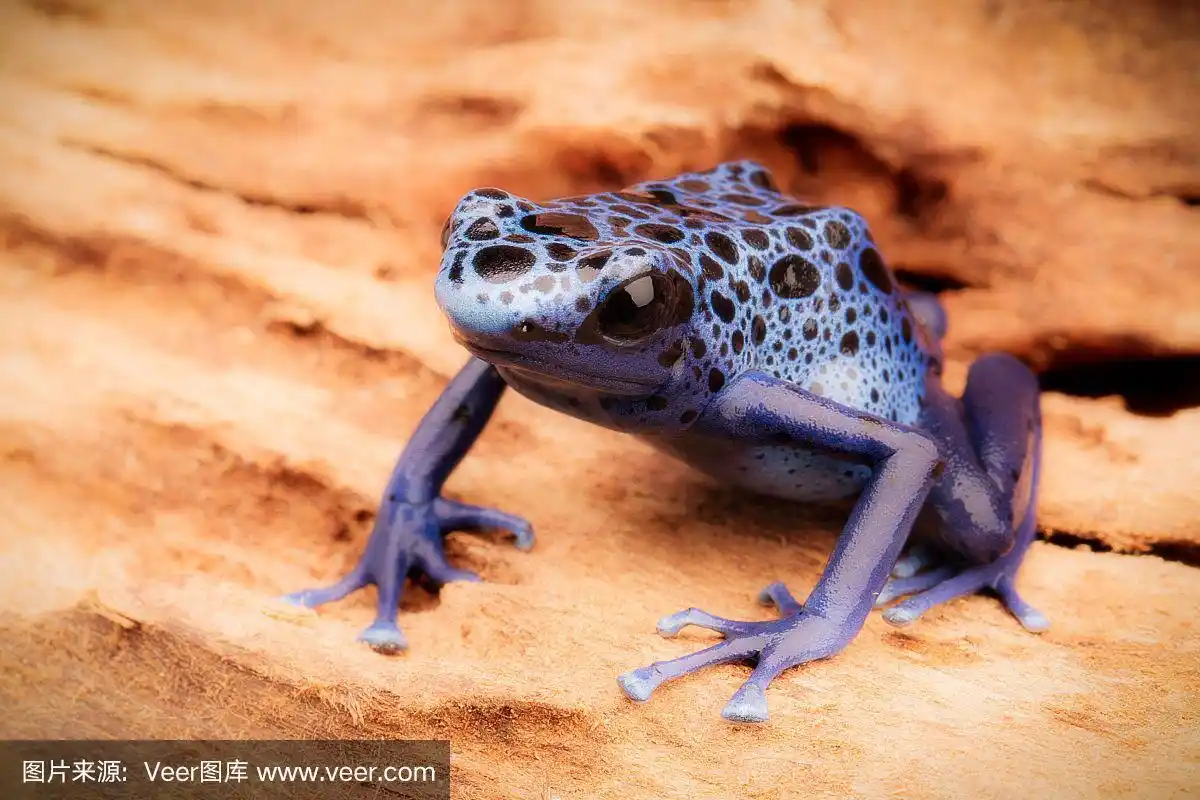 蓝箭毒蛙,箭毒蛙,蓝色,黑色,比利时