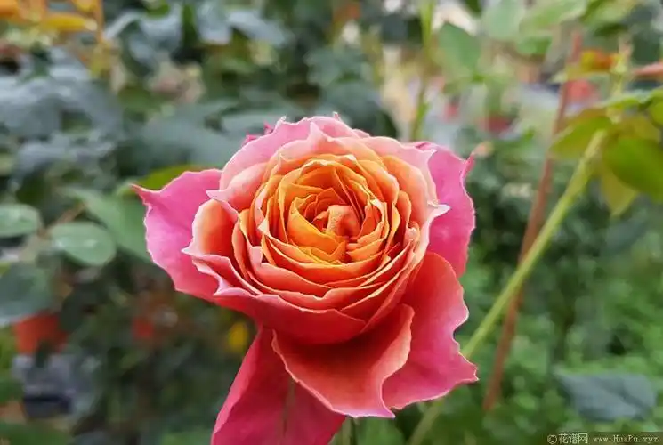 芒果浪漫mango romantica月季的优缺点与资料品种介绍 – 花谱网