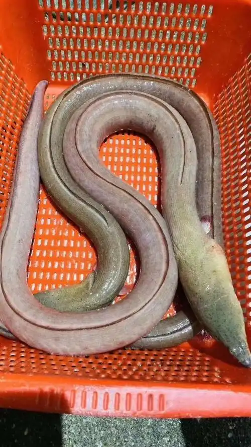 土龙药膳野生土龙煲汤做法不可错过的一道养身汤|东山岛海鲜-新媒在线